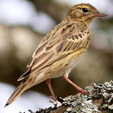 Attēlu rezultāti vaicājumam “Anthus trivialis”