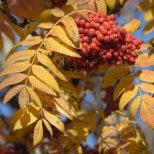 Attēlu rezultāti vaicājumam “Sorbus aucuparia leaf”