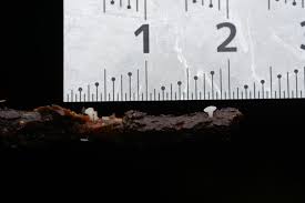 Attēlu rezultāti vaicājumam “Hymenoscyphus sp.”