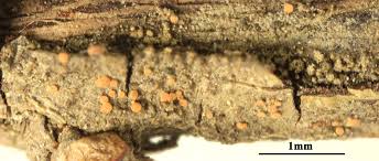 Attēlu rezultāti vaicājumam “Fellhanera subtilis”
