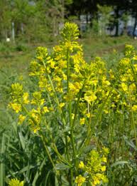Attēlu rezultāti vaicājumam “Barbarea vulgaris subsp. arcuata flower”