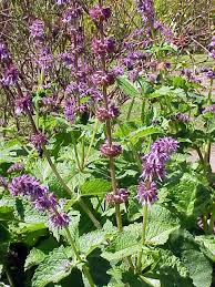 Attēlu rezultāti vaicājumam “Salvia verticillata”