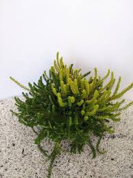 Attēlu rezultāti vaicājumam “Empetrum nigrum”