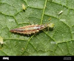 Attēlu rezultāti vaicājumam “Chrysopidae larva”