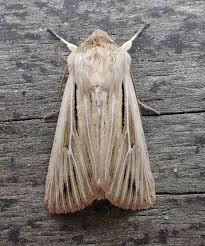 Attēlu rezultāti vaicājumam “Leucania comma”