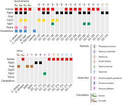 Attēlu rezultāti vaicājumam “Atylotus sp.”