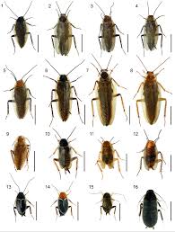 Attēlu rezultāti vaicājumam “Ectobius sylvestris male”