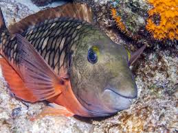 Image result for Sparisoma aurofrenatum