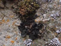 Attēlu rezultāti vaicājumam “Collema”