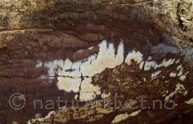 Attēlu rezultāti vaicājumam “Phellinus ferrugineofuscus”