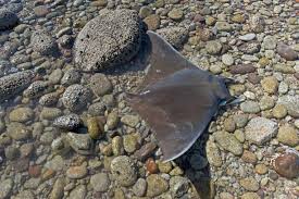 Image result for Mobula thurstoni