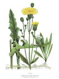 Attēlu rezultāti vaicājumam “Sonchus”