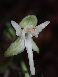 Attēlu rezultāti vaicājumam “Platanthera bifolia leaf”