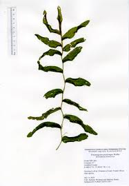 Attēlu rezultāti vaicājumam “Potamogeton praelongus”