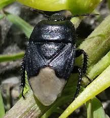 Attēlu rezultāti vaicājumam “Cydnidae”