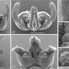 Attēlu rezultāti vaicājumam “Diderma crustaceum spores”