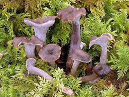 Attēlu rezultāti vaicājumam “Pseudocraterellus sinuosus”