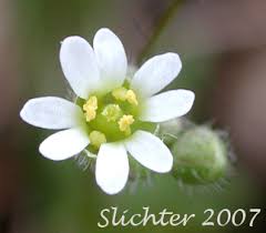 Attēlu rezultāti vaicājumam “Erophila verna flower”