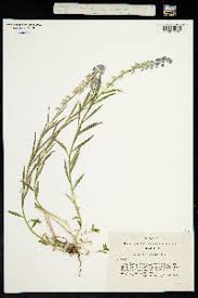 Attēlu rezultāti vaicājumam “Polygala comosa”