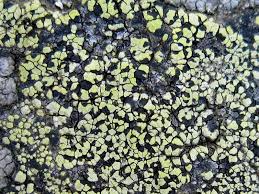 Attēlu rezultāti vaicājumam “Rhizocarpon geographicum”