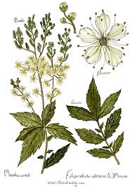 Attēlu rezultāti vaicājumam “Filipendula ulmaria  leaf”