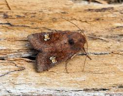 Attēlu rezultāti vaicājumam “Celaena leucostigma”