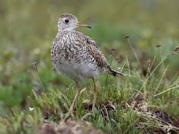 Image result for Bartramia longicauda