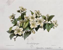Attēlu rezultāti vaicājumam “Philadelphus coronarius flower”