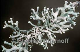 Attēlu rezultāti vaicājumam “Hypogymnia vittata”