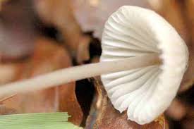 Attēlu rezultāti vaicājumam “Mycena filopes”