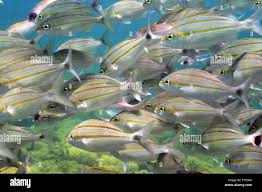 Image result for Haemulon aurolineatum