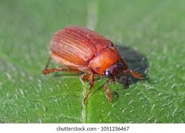 Attēlu rezultāti vaicājumam “Serica brunnea”