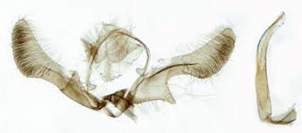 Attēlu rezultāti vaicājumam “Ancylis myrtillana”