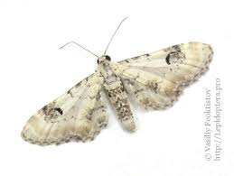 Attēlu rezultāti vaicājumam “Eupithecia centaureata”