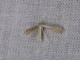 Attēlu rezultāti vaicājumam “Adaina microdactyla”