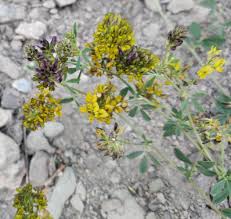 Attēlu rezultāti vaicājumam “Medicago x varia  flower”