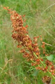 Attēlu rezultāti vaicājumam “Rumex confertus fruit”