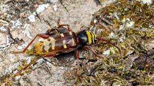 Attēlu rezultāti vaicājumam “Plagionotus detritus”