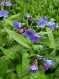 Attēlu rezultāti vaicājumam “Pulmonaria angustifolia flower”