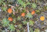 Attēlu rezultāti vaicājumam “Octospora humosa”