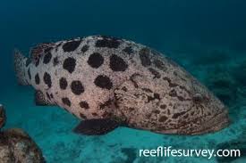Image result for Epinephelus itajara
