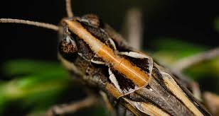 Attēlu rezultāti vaicājumam “Myrmeleotettix maculatus”