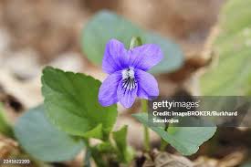 Attēlu rezultāti vaicājumam “Viola riviniana flower”