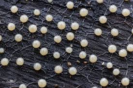 Attēlu rezultāti vaicājumam “Physarum album spores”