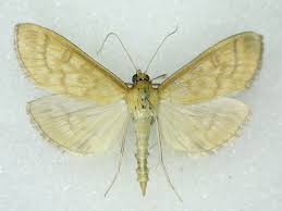 Attēlu rezultāti vaicājumam “Mecyna flavalis”