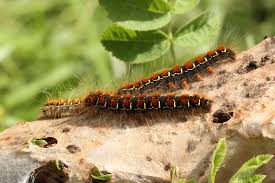Attēlu rezultāti vaicājumam “Eriogaster lanestris larva”