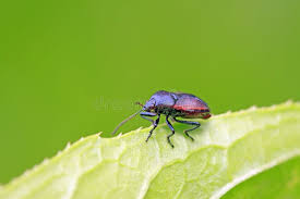 Attēlu rezultāti vaicājumam “Zicrona caerulea”