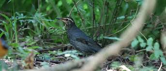 Image result for Zoothera sibirica