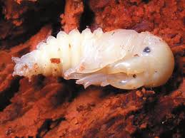 Attēlu rezultāti vaicājumam “Ceruchus chrysomelinus larva”