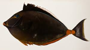 Image result for Naso lituratus